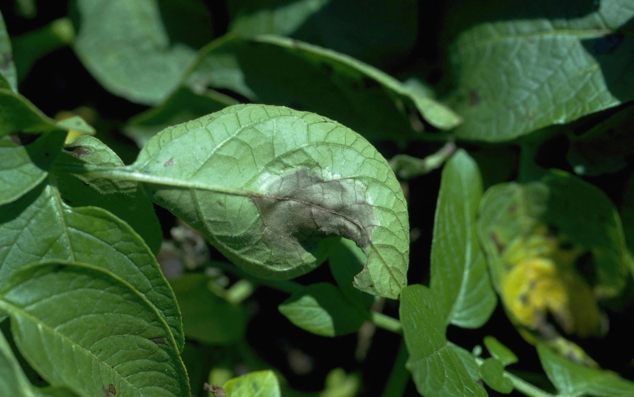 A close-up photograph of a potato plant, one leaf carrying a large spreading dark-brown lesion with a pale fringe, surrounded by healthy green foliage.
