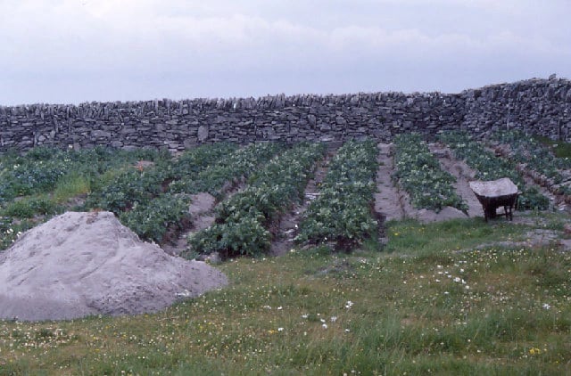 A photograph of a small stone-walled field on an Irish island, planted with rows of potatoes on long low raised ridges with shallow furrows between them.